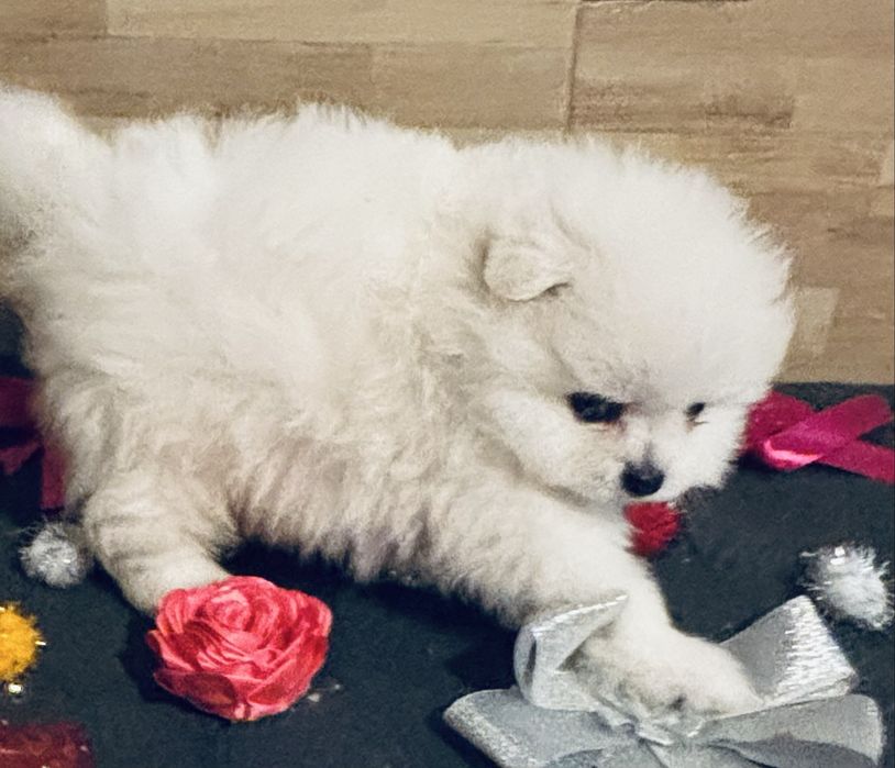 Spitz .anao .lulu da pomerania macho