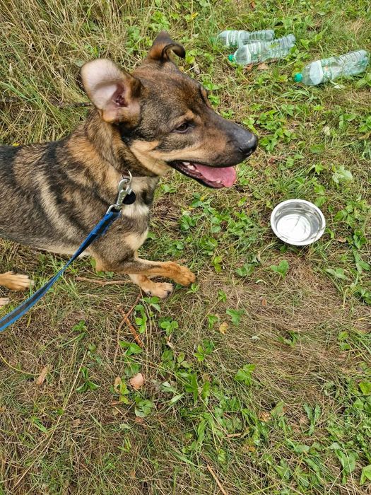 Klops do adopcji