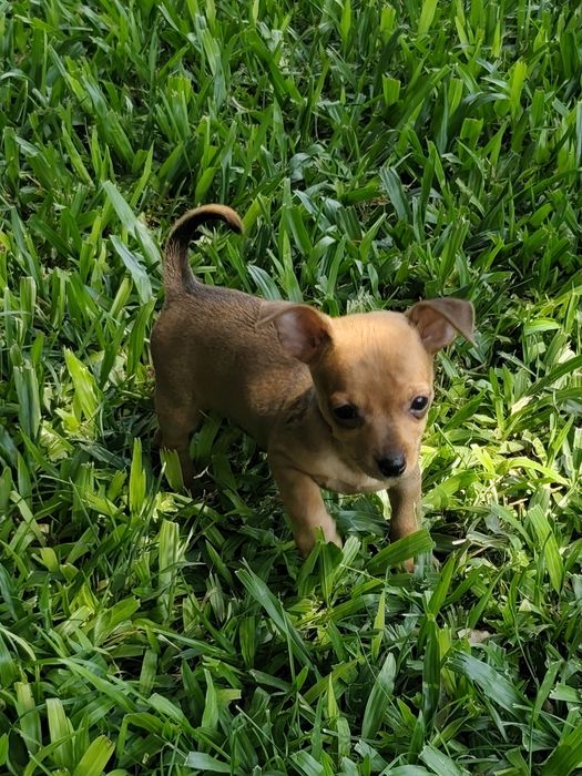 Fêmea Pinscher disponível