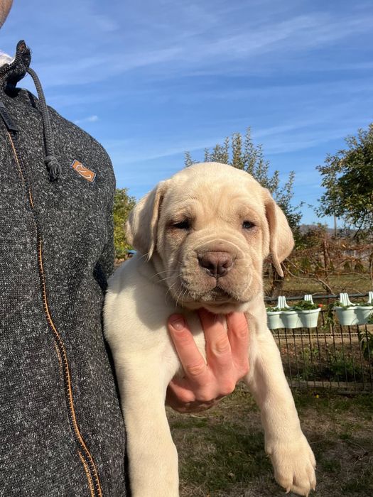 Cane Corso Biały