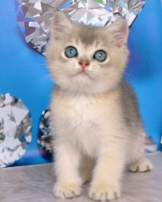 Котенок золотая шиншилла / Голубое золото
