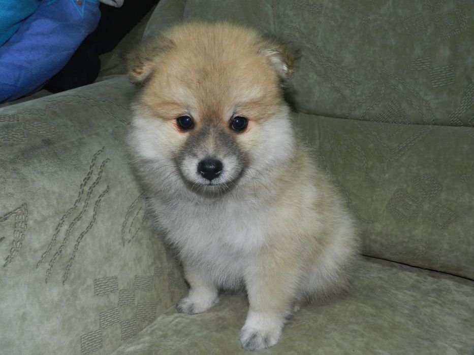 Красивый щенок  померанского шпица