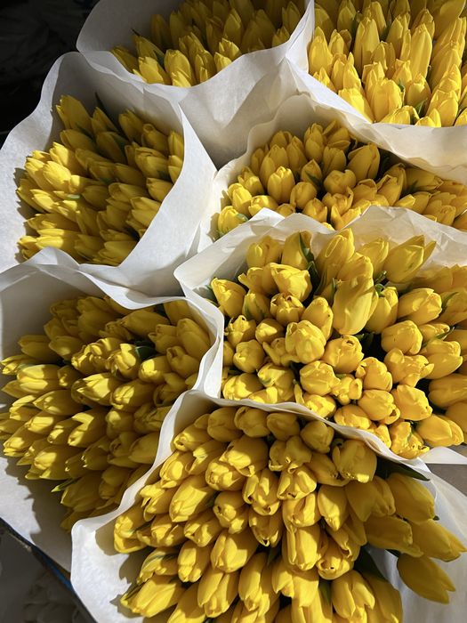 Луковиця після вигонки тюльпанів