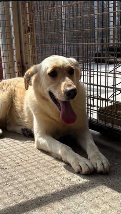Valentino cão para adoção