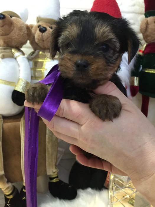 VIP Йорки — Ніжна шерсть, велике серце