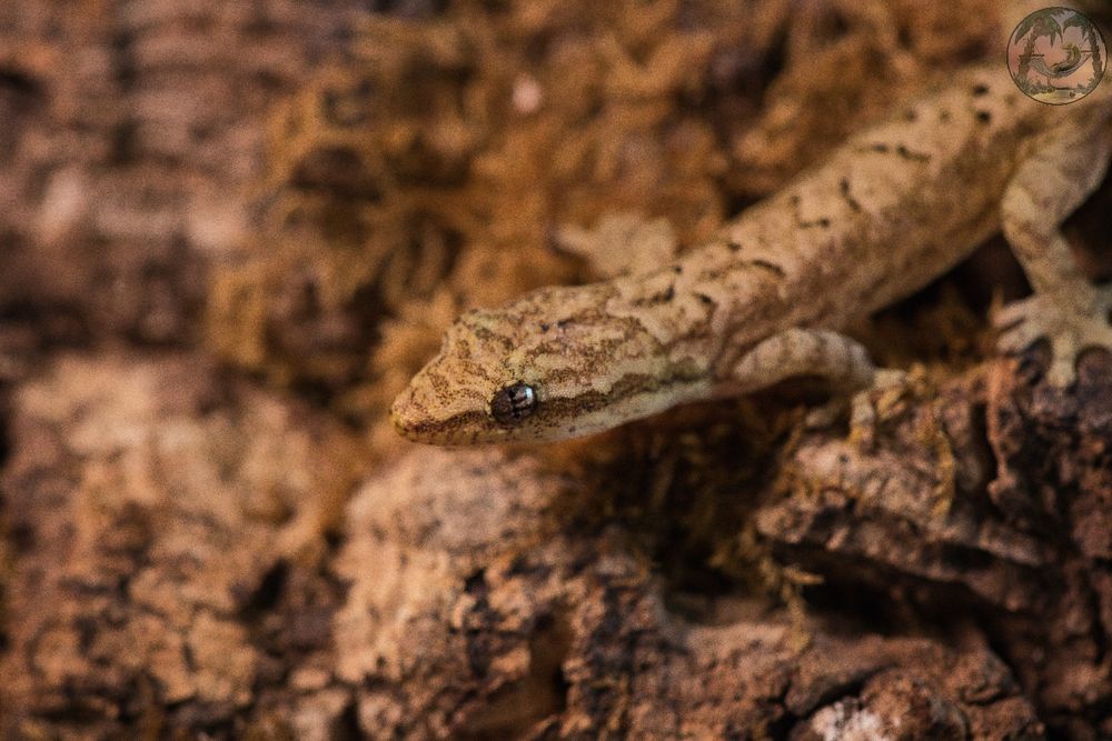 Gekony płaczące Lepidodactylus lugubris