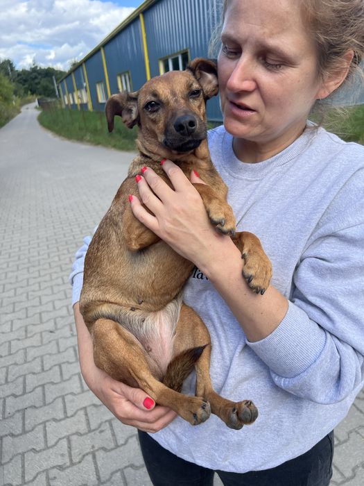 Malutka sunia Zumba szuka domku
