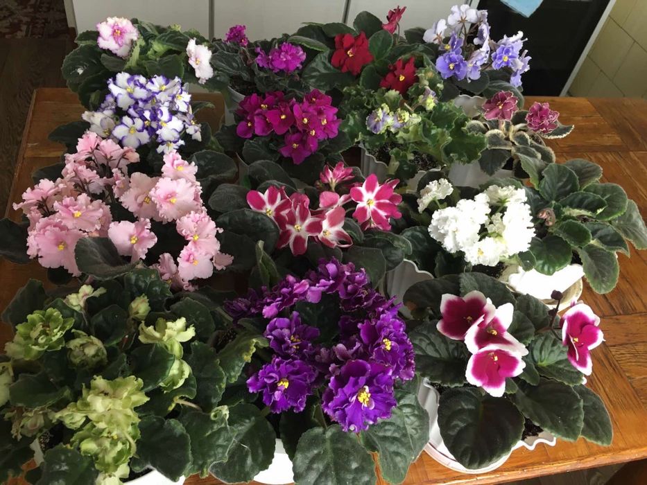 Терміново продам фіалки!