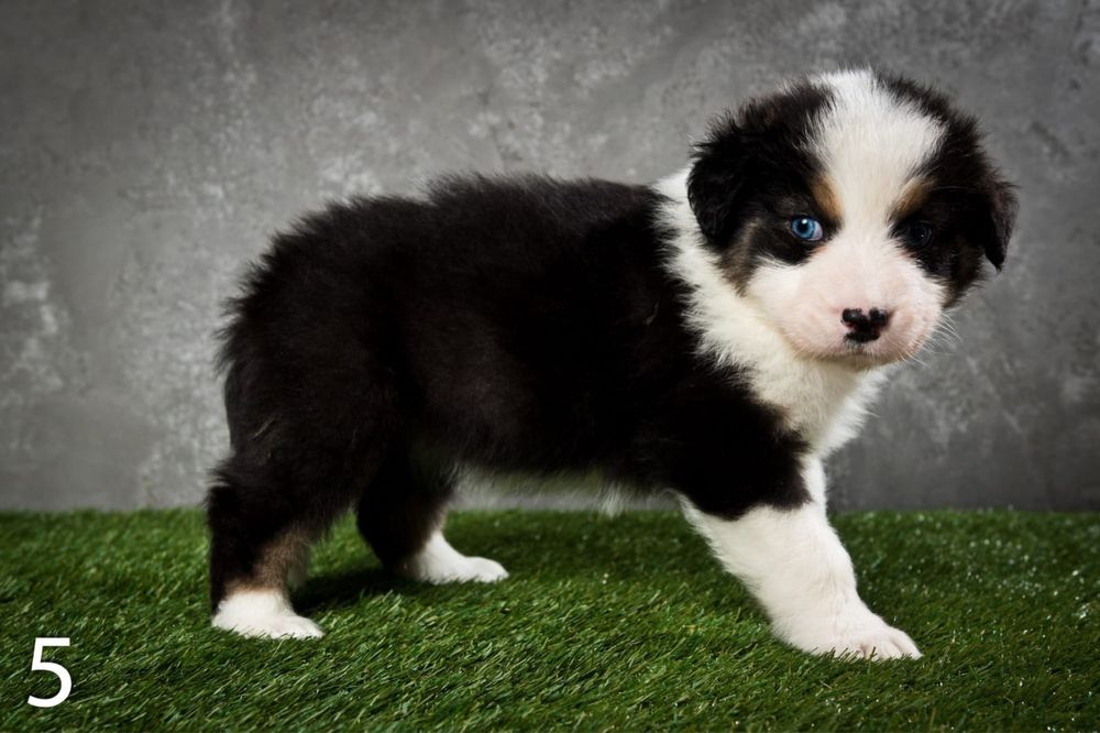 Owczarek australijski - piesek Black Tri