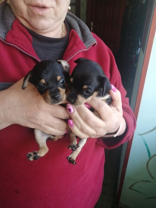 Щенки русский той - терьер