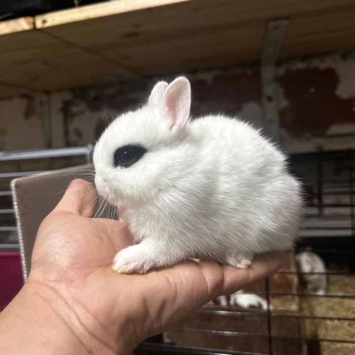 Coelhos Anões Netherland Dwarf