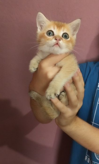 Хлопчик золота шиншила