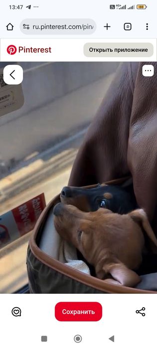 Малята таксята)));поспішайте