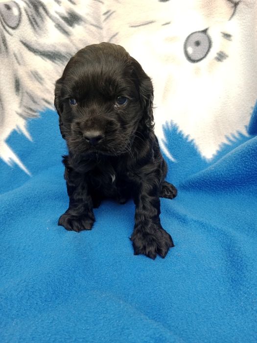 Piękna suczka Cocer spaniel angelski