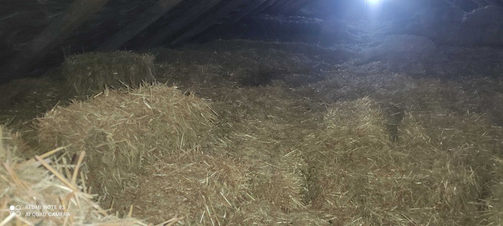 Słoma pszenna w małych kostkach