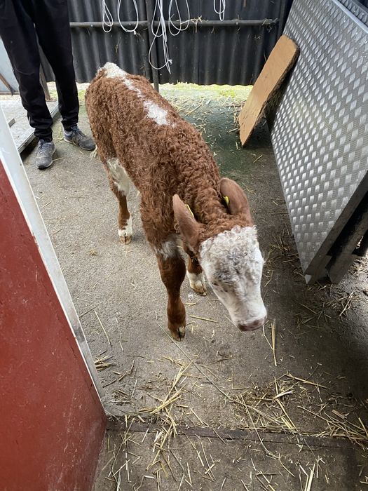 Sprzedam byczki jaloweczki