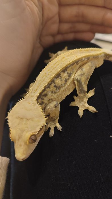 quadstripe extreme harlequin samiec Gekon orzęsiony orzesiony