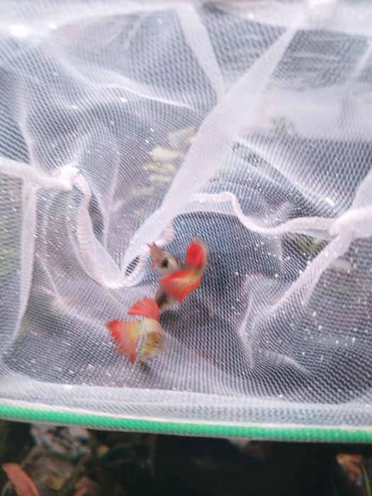 Guppys snakeskin red lace casal