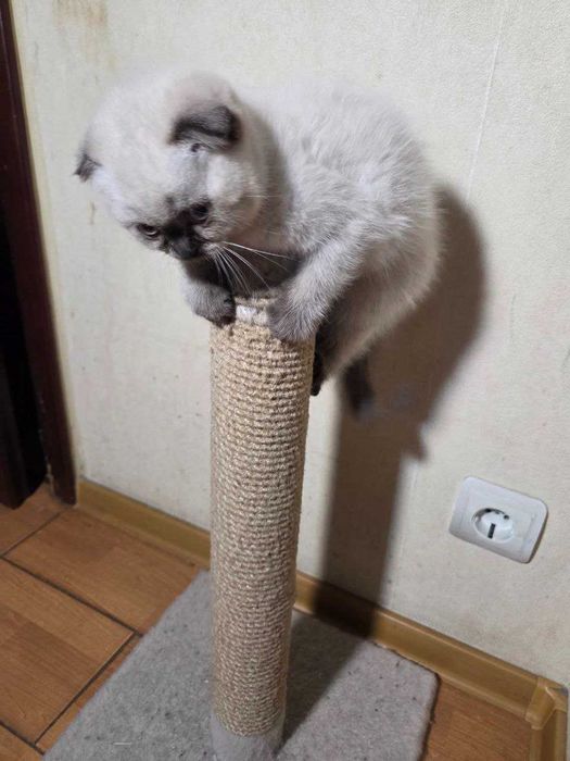 Милые умные сестрички ищут хозяев