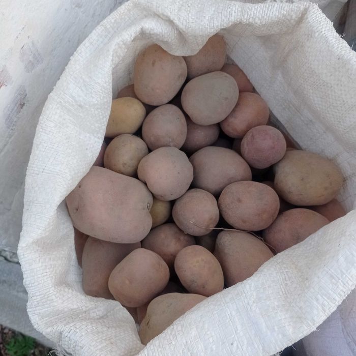 Велика домашня картопля