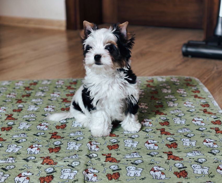 Biewier Yorkshire Terrier