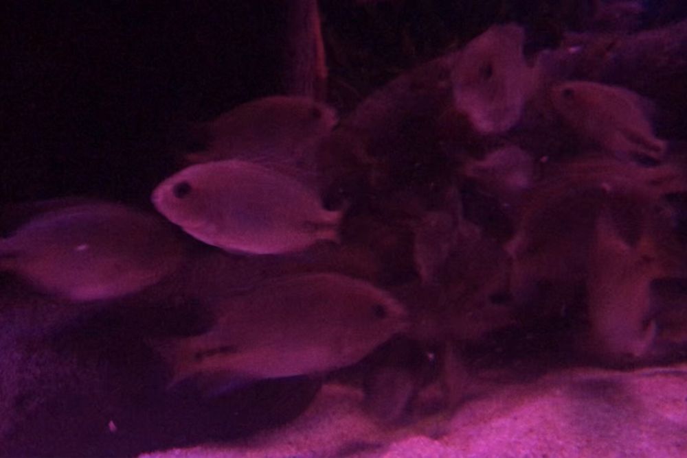 Viejas synspilum beluze