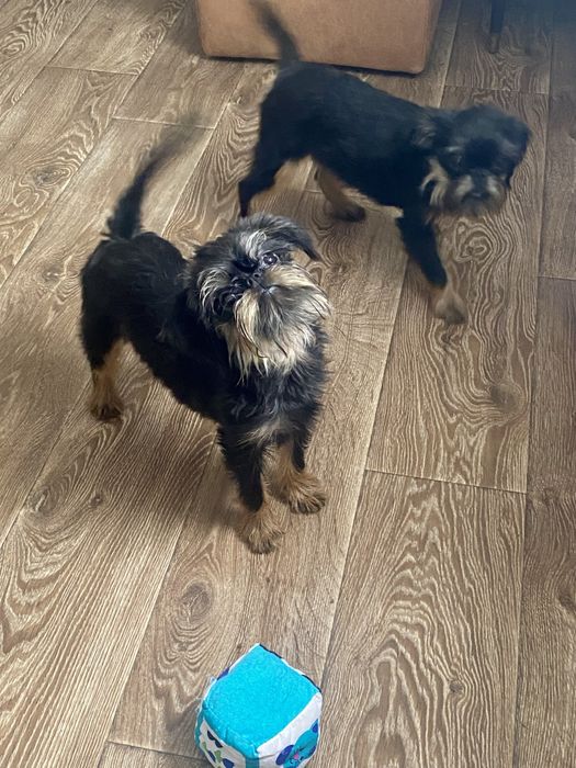 Гриффон бельгійський