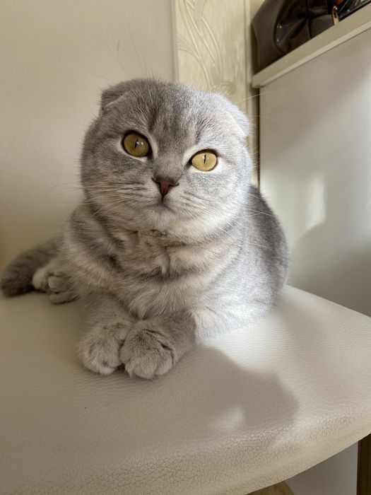 Шукаю Кота (прямовухого) для вʼязки