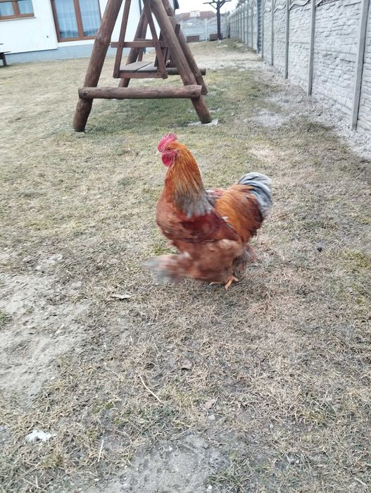 3 młode koguty kochin olbrzymi sprzedam lub zamienię na nioski