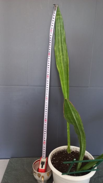 Сансевиерия White Striped Giant.