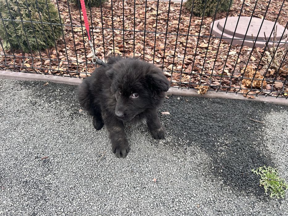 Szczeniak Owczarek Niemiecki Długowłosy