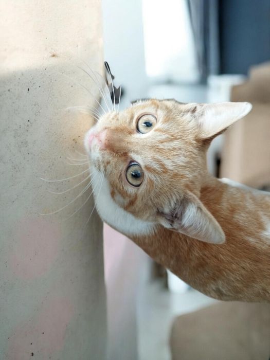 Віддаю безкоштовно котиків котів кішок  кошенят