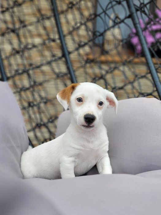 Jack Russell Terrier Szczeniak