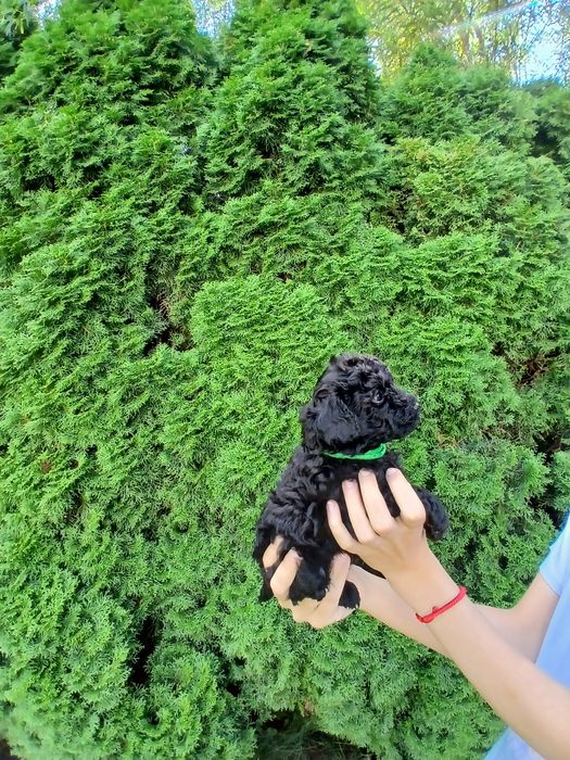 Pudel toy/ miniatura chłopczyk