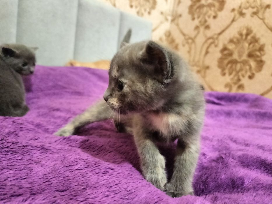 Кошенята від домашньої кішечки , риженькі комочки щастя