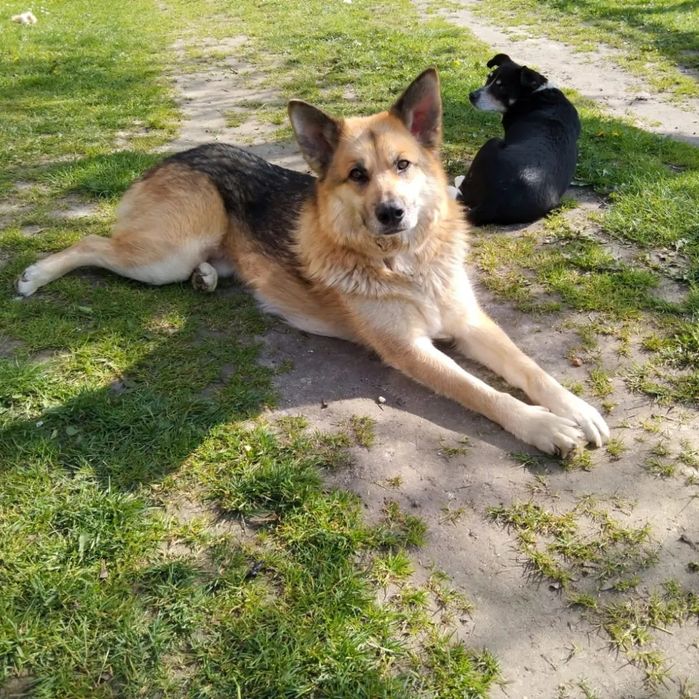 Kokos z Wojtyszek poleca się do adopcji
