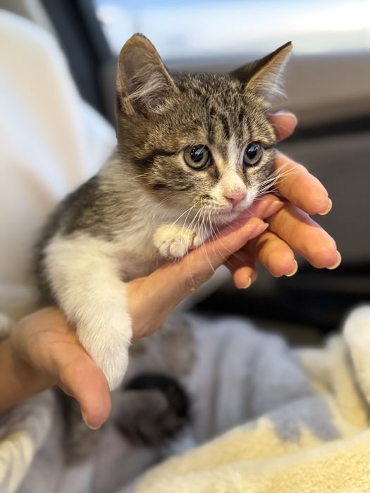 Кіт, Кошеня хлопчик 3 міс