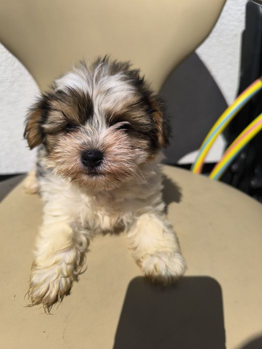 York Bievier suczka