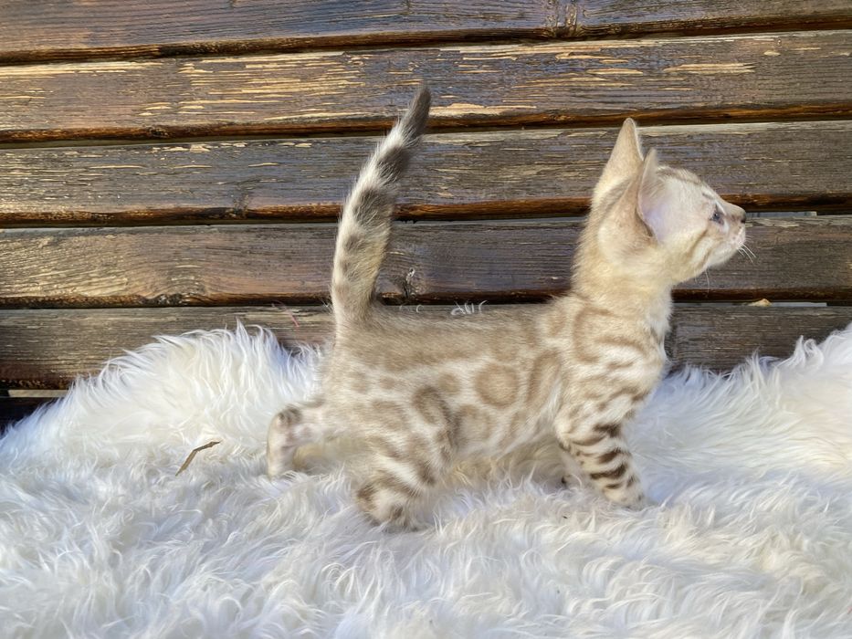 Бенгальські котики