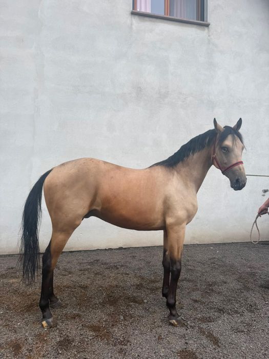 Bułany Wałach (145cm)