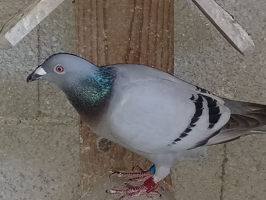 Pombos machos para cedencia