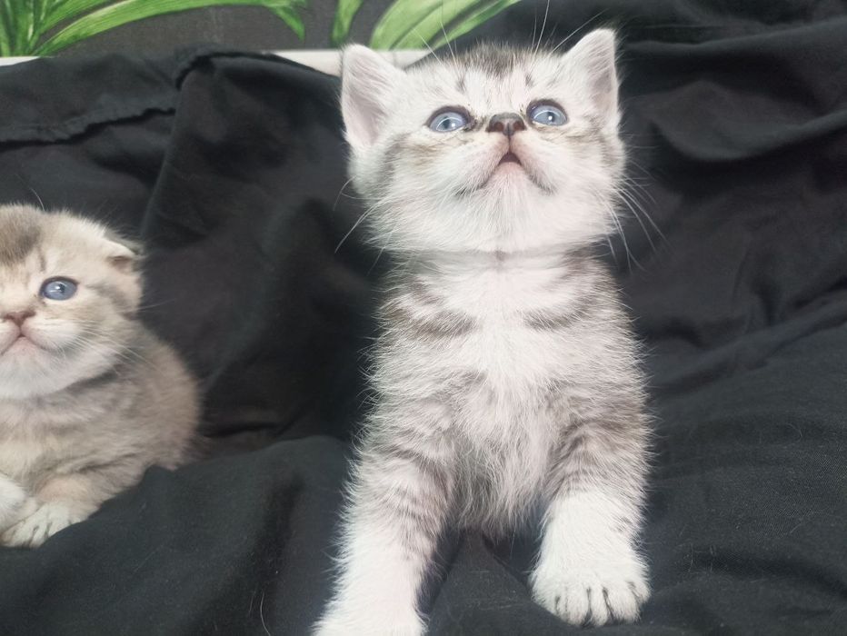 Обери члена сім'ї