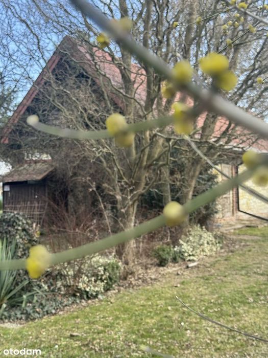 Zaczarowany ogród pod Wojciechowem.