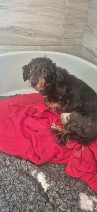Do adopcji mała suczka