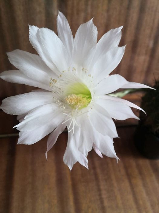 Продаю кактусята