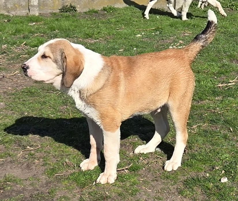 Owczarek Środkowoazjatycki FCI - szczenię samiec