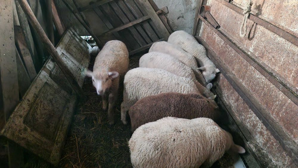 Borregos Texel Cruzados – Prontos para Criar ou Carne de Excelência