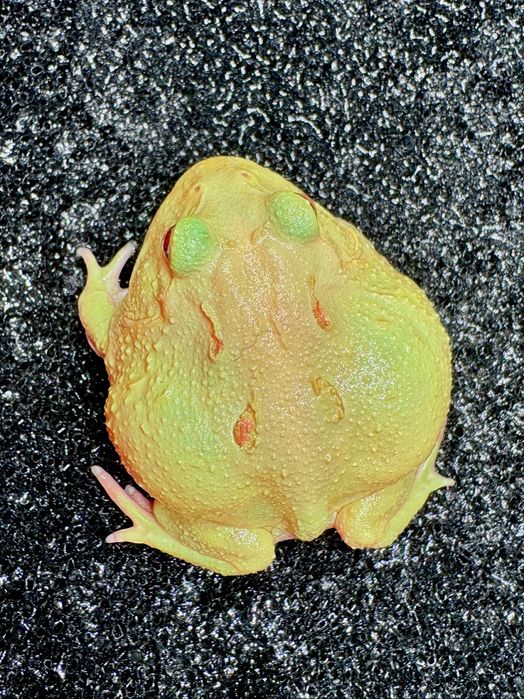 Żaby rogate Ceratophrys cornuta/cranwelli różne odmiany