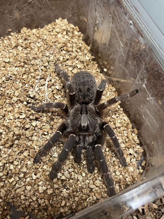 Ptaszniki skakuny skorpiony - różne gatunki