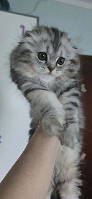 Gata Scottish Fold